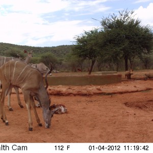 Trail Camera Namibia