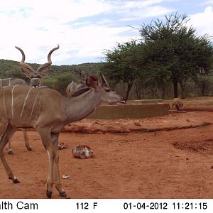 Trail Camera Namibia