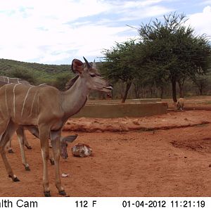 Trail Camera Namibia