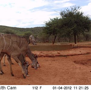 Trail Camera Namibia