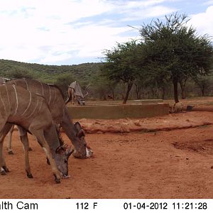 Trail Camera Namibia