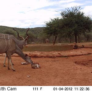 Trail Camera Namibia