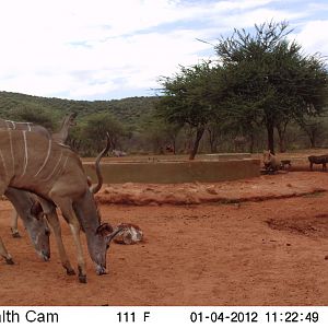 Trail Camera Namibia