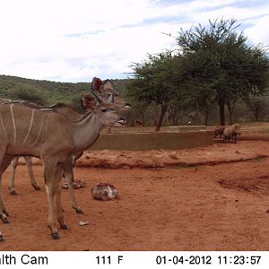 Trail Camera Namibia