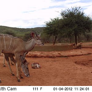 Trail Camera Namibia