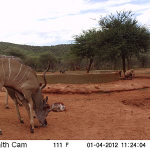 Trail Camera Namibia