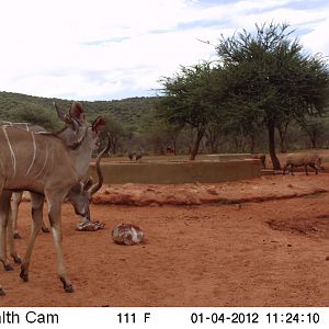 Trail Camera Namibia