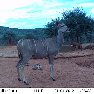 Trail Camera Namibia