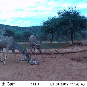 Trail Camera Namibia