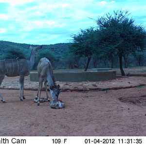 Trail Camera Namibia