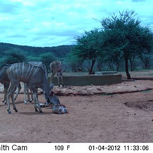 Trail Camera Namibia