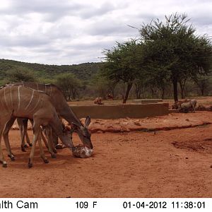 Trail Camera Namibia