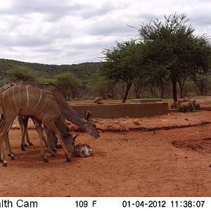 Trail Camera Namibia