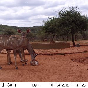 Trail Camera Namibia