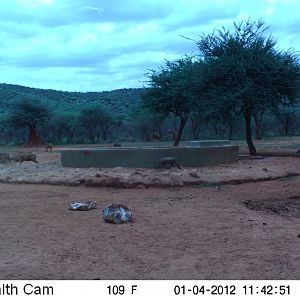 Trail Camera Namibia