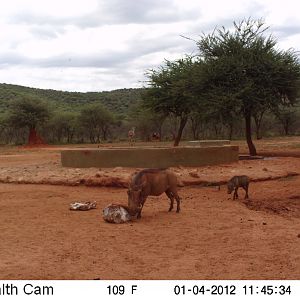 Trail Camera Namibia