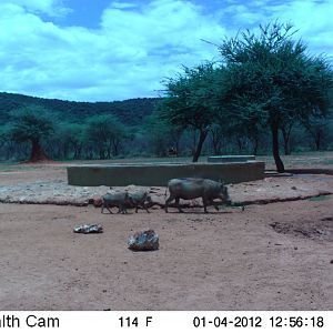 Trail Camera Namibia