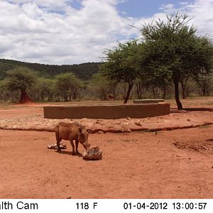 Trail Camera Namibia