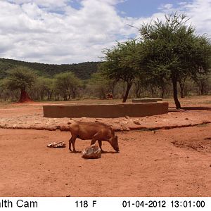 Trail Camera Namibia