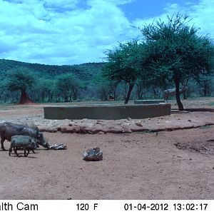 Trail Camera Namibia