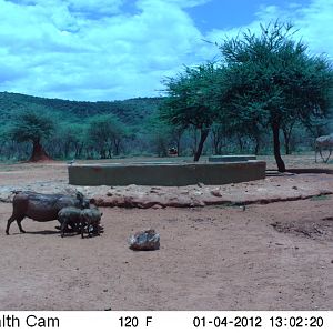 Trail Camera Namibia