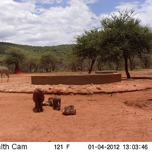 Trail Camera Namibia