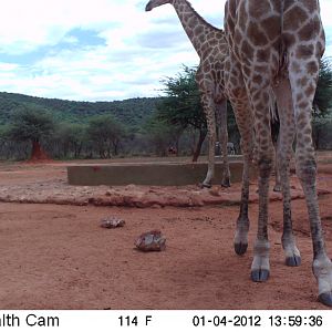 Trail Camera Namibia