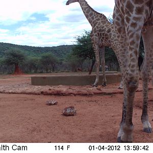 Trail Camera Namibia