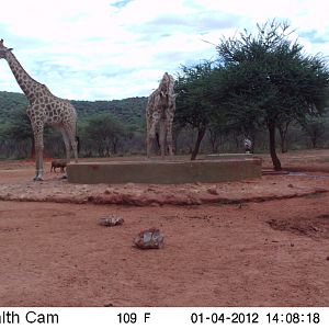 Trail Camera Namibia