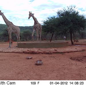 Trail Camera Namibia