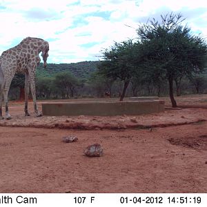 Trail Camera Namibia