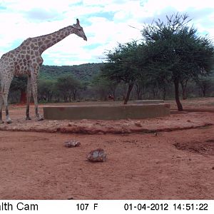 Trail Camera Namibia