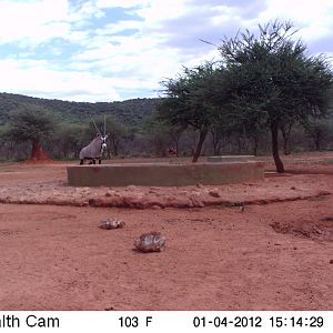 Trail Camera Namibia