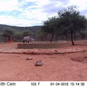 Trail Camera Namibia