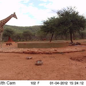 Trail Camera Namibia