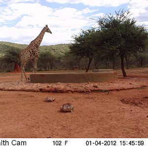 Trail Camera Namibia