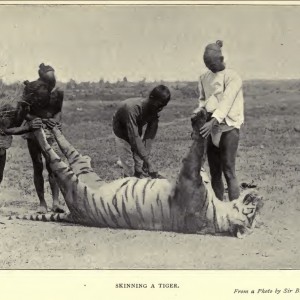 Skinning a tiger.