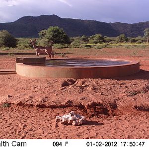 Trail Camera Namibia