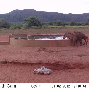 Trail Camera Namibia