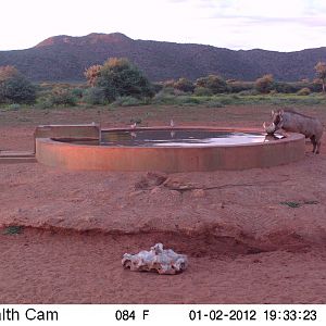 Trail Camera Namibia