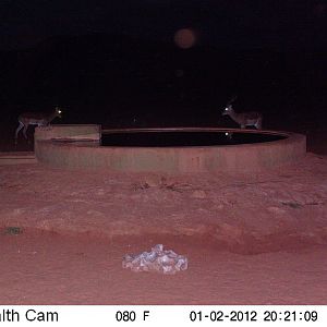 Trail Camera Namibia