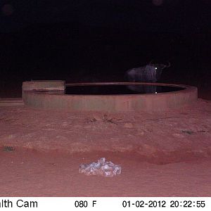 Trail Camera Namibia