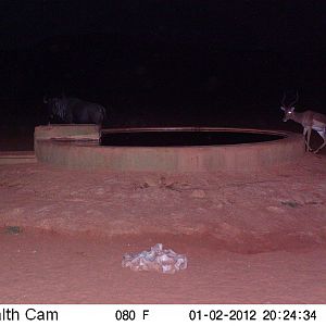 Trail Camera Namibia