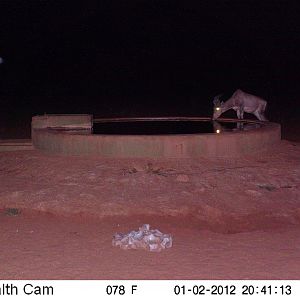 Trail Camera Namibia