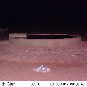 Trail Camera Namibia