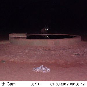 Trail Camera Namibia