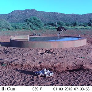 Trail Camera Namibia