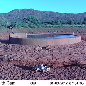 Trail Camera Namibia