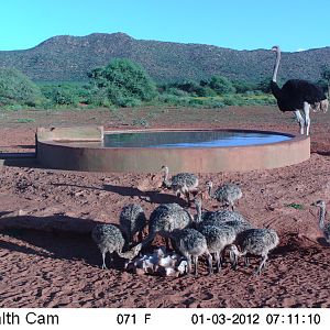 Trail Camera Namibia