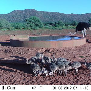 Trail Camera Namibia